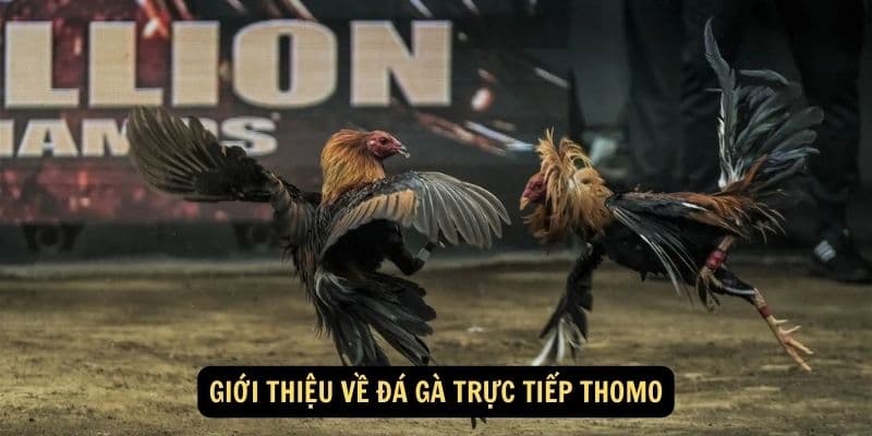 Thông tin giới thiệu hình thức chọi gà Thomo đặc sắc